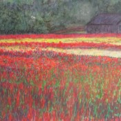 Poppies